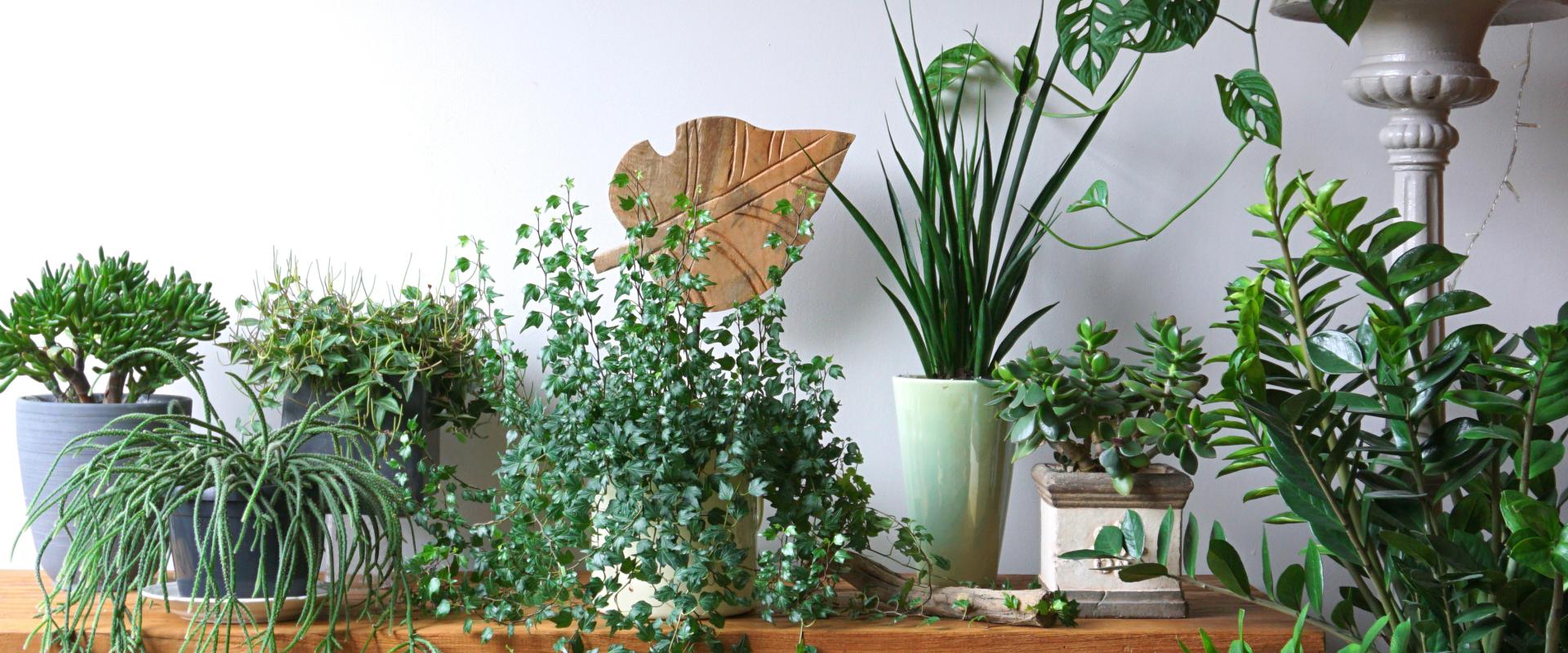 banner of ndoor Plants Make a Home Feel More Comfortable