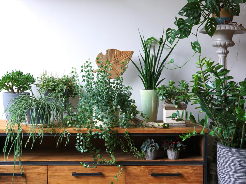 main of ndoor Plants Make a Home Feel More Comfortable